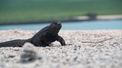 Iguana negra descansando en la playa 