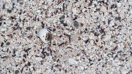 Textura de arena, conchas y coral 