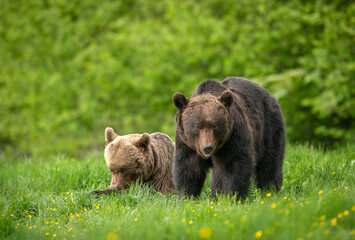 Wild brown bears pair ( Ursus arctos )
