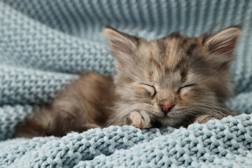 Cute kitten sleeping on light blue knitted blanket