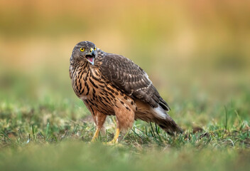 Northern goshwak bird ( Accipiter gentilis )