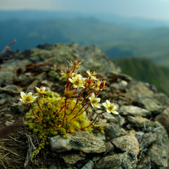Flowers growing on rocky terrain