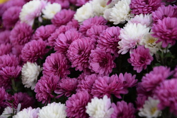 Pink and white chrysanthemum flowers closeup, floral background with vivid colors.
