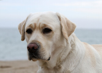 Obraz premium a yellow labrador playing at the seashore