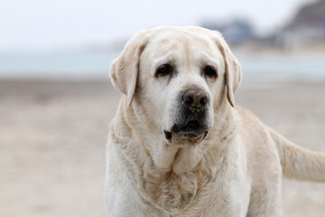 the yellow labrador playing at the seashore
