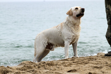 Obraz premium nice yellow labrador playing at the seashore