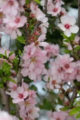 Pink almond or Prunus dulcis flowers. Algarve Portugal.
