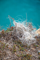 The beauty of nature in details, Nazare, Portugal