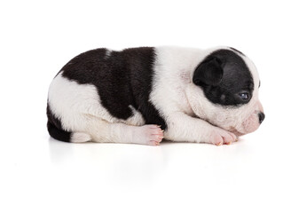 Portrait of american bully 3 week old puppy