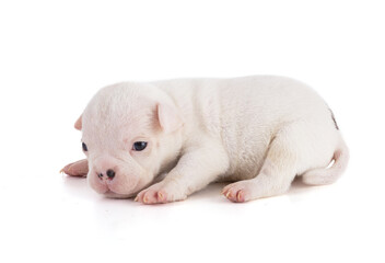 Fototapeta premium Portrait of american bully 3 week old puppy