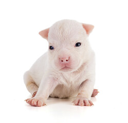 Portrait of american bully 3 week old puppy