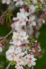 White almond flowers. Algarve Portugal.