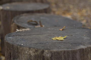 Autumn leaf resting on a tree stump in the forest