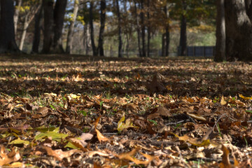 Low view of fall foliage in the park