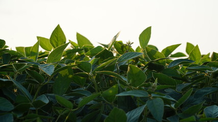 Glycine max, soybean, soya bean sprout growing soybeans on an industrial scale. Young soybean plants with flowers on soybean cultivated field. Agricultural soy plantation background.