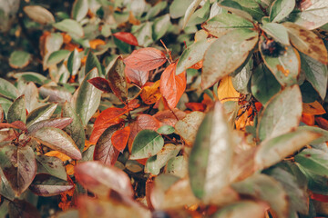 autumn leaves changing colours background