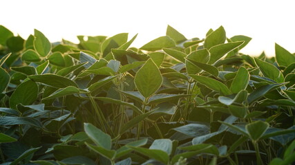Glycine max, soybean, soya bean sprout growing soybeans on an industrial scale. Young soybean plants with flowers on soybean cultivated field. Agricultural soy plantation background.