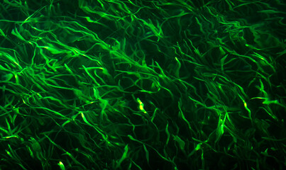 Beautiful abstract landscape image of lush green plants underwater