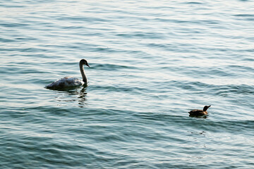 Image of a swan, an aquatic bird of Lake Garda, Italy, Europe	