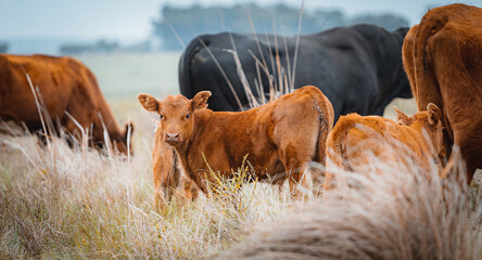 Angus cattle in gaucho fields