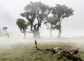 Trees in the fog at Fanal forest on Madeira, Portugal
