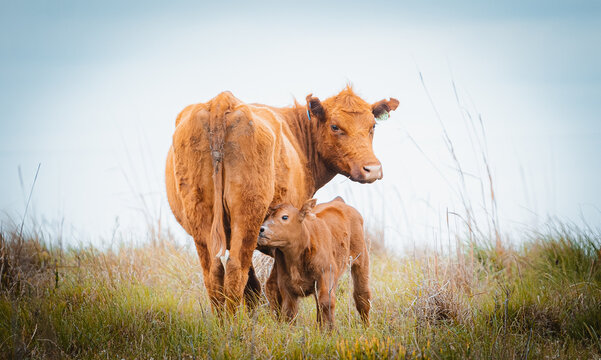 Angus cattle in gaucho fields