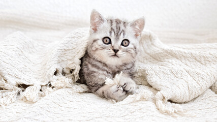 The kitten is holding a fringe of a plaid in its paws. Kitten on a blanket. The kitten is isolated...