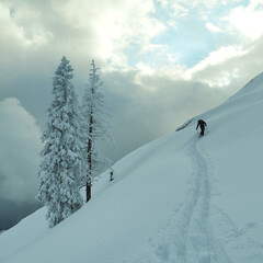 Ski tracks and fir trees