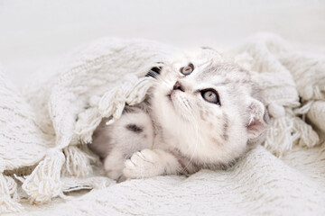 The kitten lies covered with a blanket and looks to the side. Kitten on a blanket. The kitten is isolated among a beige knitted fabric blanket.