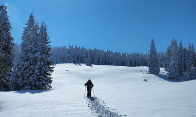 Making tracks in the fresh snow