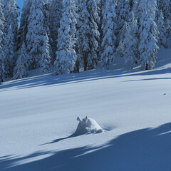Snowsnail