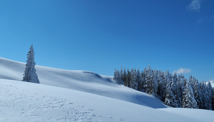 Lonely fir tree separated from the cluster