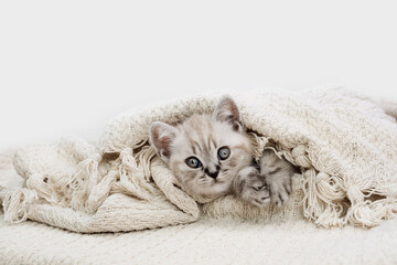 Kitten on a blanket. The kitten is isolated among a beige knitted fabric blanket.