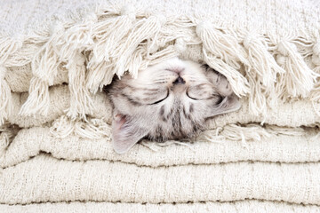 The kitten, wrapped in a blanket, is sleeping. Kitten on a blanket. The kitten is isolated among a...