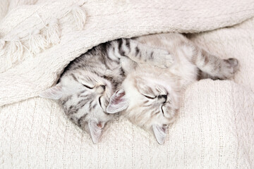 Two kittens are sleeping with each other, covered with a blanket. Kitten on a blanket. The kitten...