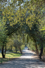 Naklejka premium The tree lined road to Bet She'arim National Park in Kiryat Tivon in Israel 