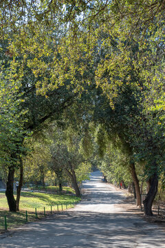 The tree lined road to Bet She'arim National Park in Kiryat Tivon in Israel
