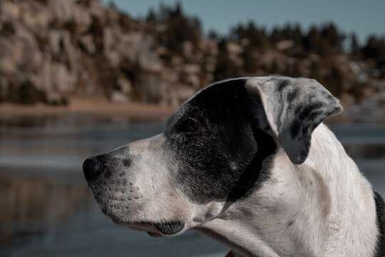 perro grande mirando al horizonte en la montaña