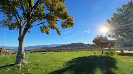 Wild Desert Bighorn Sheep feeding grass on local park 