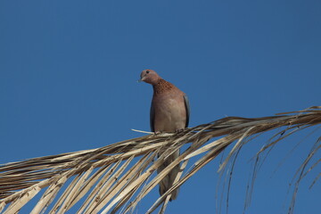 The Laughing Dove, Egypt