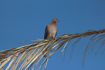 The Laughing Dove, Egypt