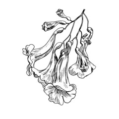 Blooming branch of Jacaranda. Hand drawn element,vector illustration for design greeting card, invitation, wedding,logo.