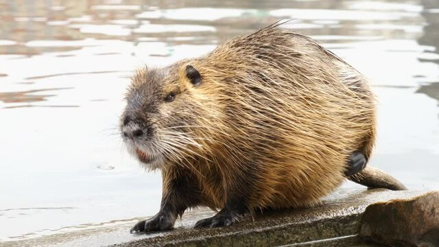 Cute nutria washes and cleans its wool on the river bank. Funny video with an animal