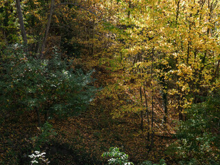 Shy rays of sun penetrate into the interior of a forest between the branches of tall deciduous trees with yellow leaves during autumn and the contrast of evergreen trees with leaves.