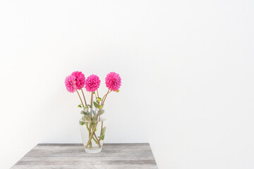Glass vase with bright pink dahlia flowers on rustic wooden table against textured white wall with copy space