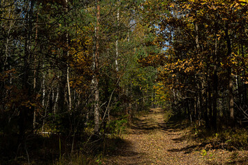 Sunlight in mixed autumn forest