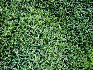 Aerial view of a lawn composed of leaves of plants in a garden creating a natural grass blanket