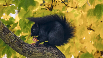 In autumn a black squirrel rests on a tree branch while feeding in the afternoon.