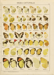 Antique lithography with butterflies from book "Dr a seitz die grossschmetterlinge der erde", release is 1912, Adalbert Seitz Die Gross-Schmetterlinge der Erde. Copyright has expired on this artwork