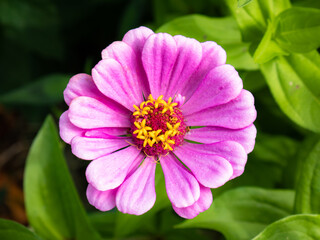 Obraz premium Aerial view of a Zinnia flower with purple petals of large stamens with yellow pollen surrounded by a green garden